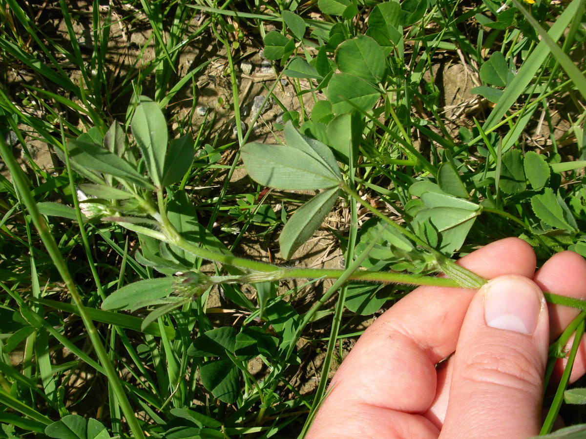 Trifolium squamosum L.